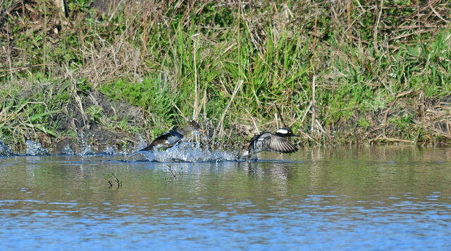 Hooded Merganser