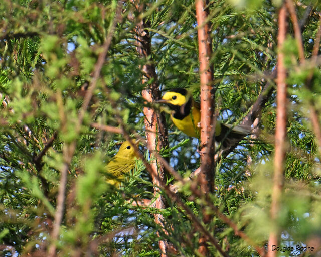 Hooded Warbler