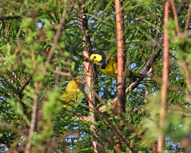 Hooded Warbler