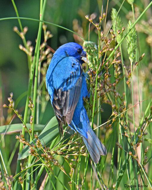 Indigo Bunting