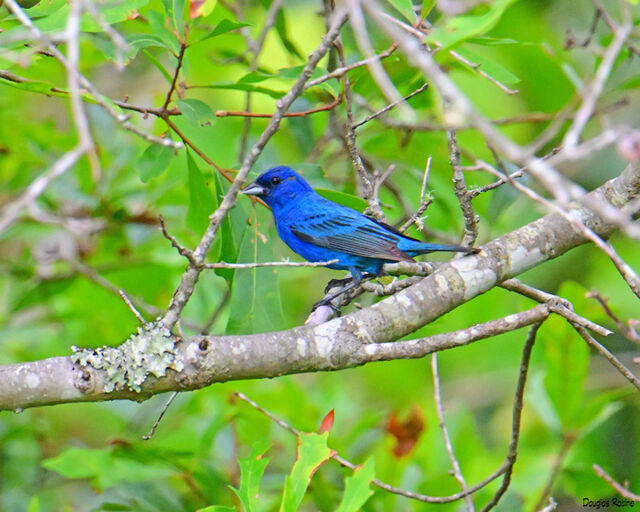 Indigo Bunting