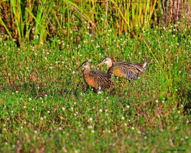 King Rail