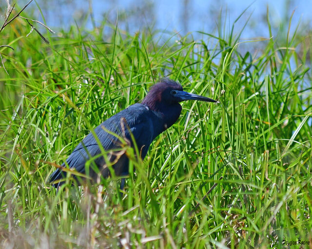 Little Blue Heron
