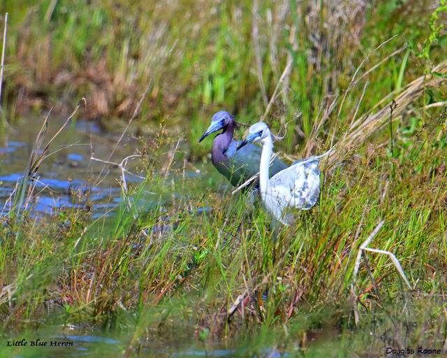 Little Blue Heron