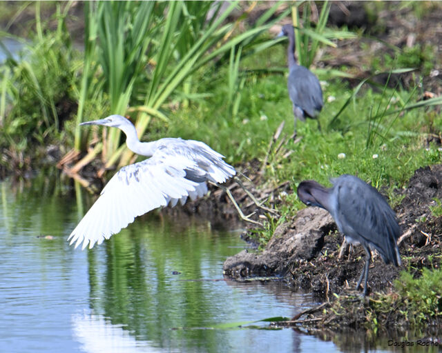 Little Blue Heron