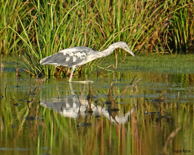 Little Blue Heron
