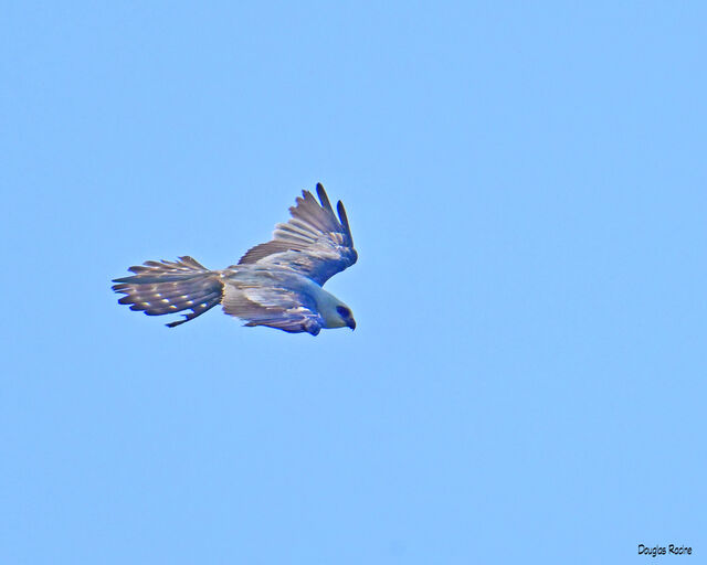 Mississippi Kite