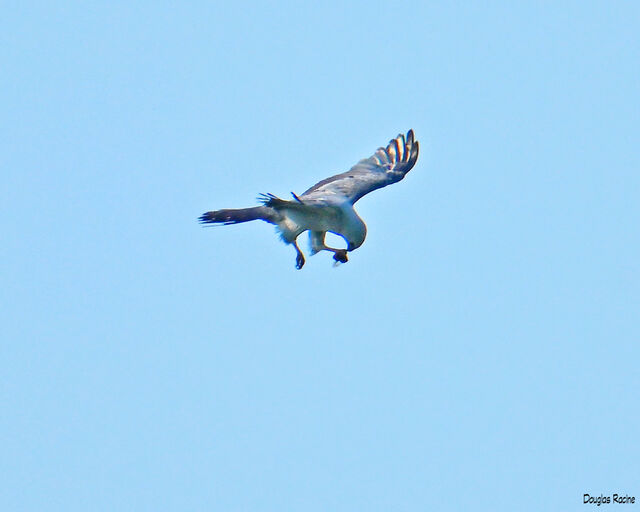 Mississippi Kite