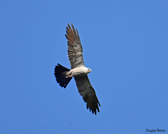 Mississippi Kite