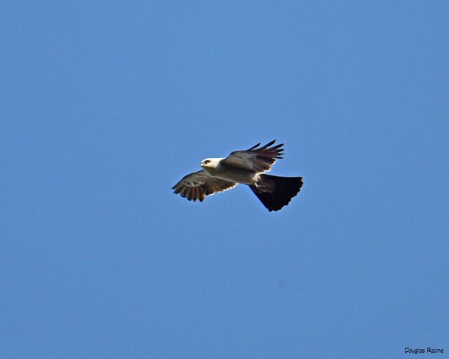 Mississippi Kite
