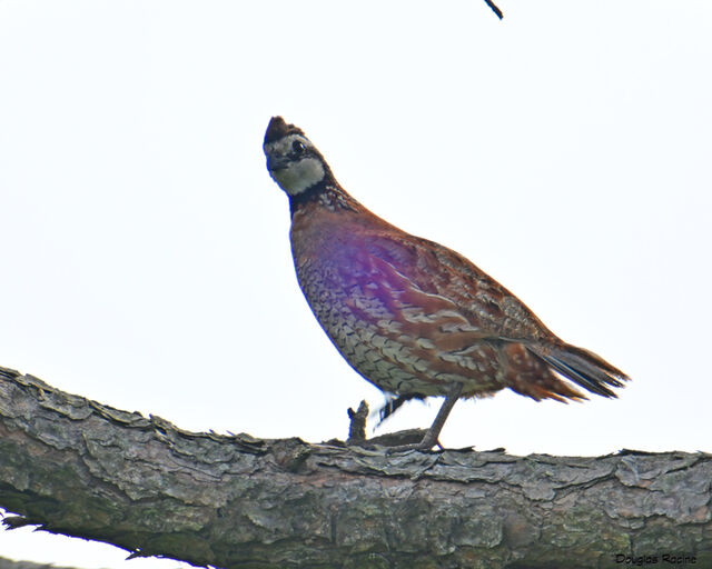 Northern Bobwhite