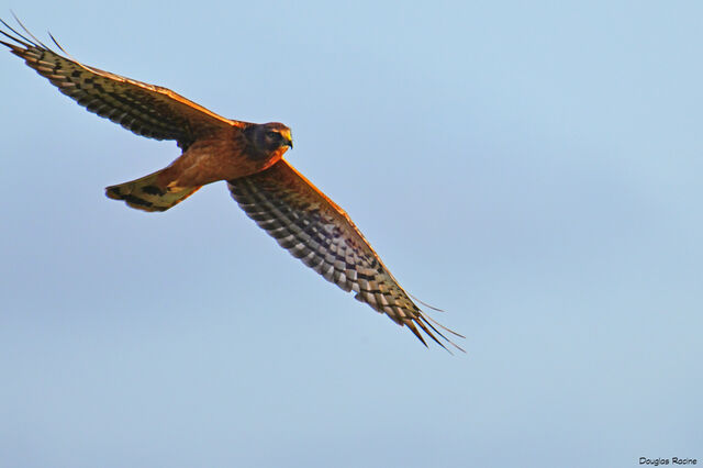 Northern Harrier