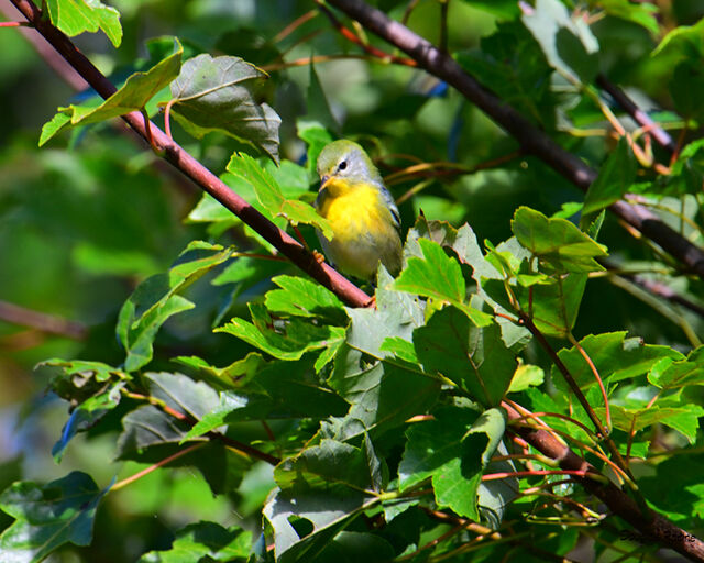 Northern Parula