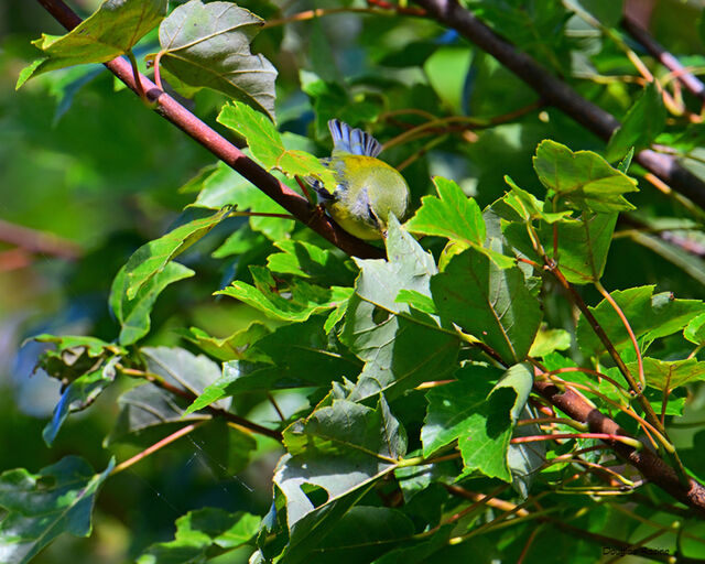 Northern Parula