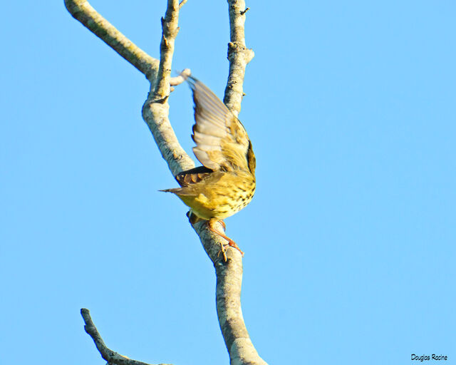 Northern Waterthrush