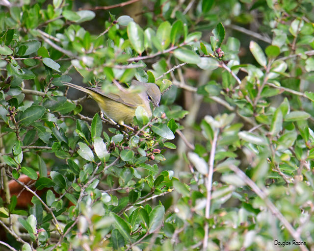 Orange-crowned Warbler