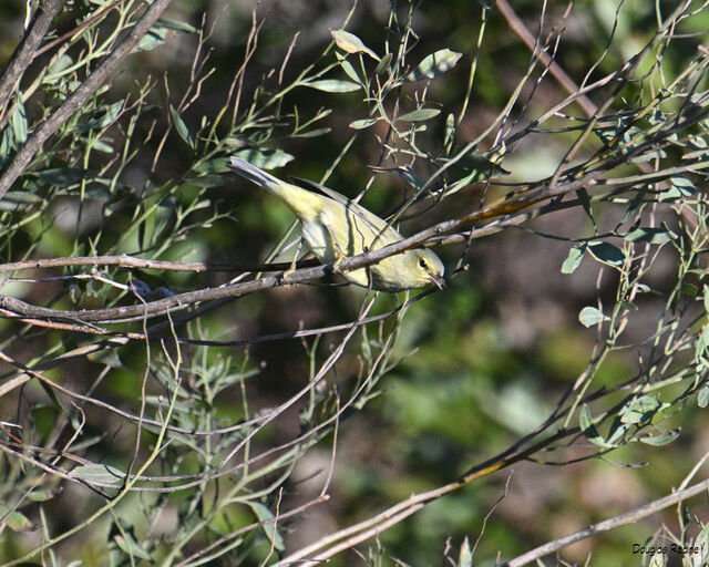 Orange-crowned Warbler