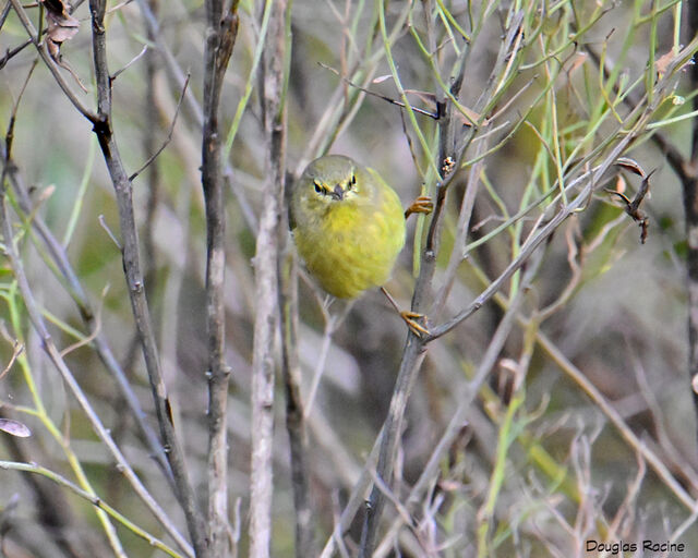 Orange-crowned Warbler