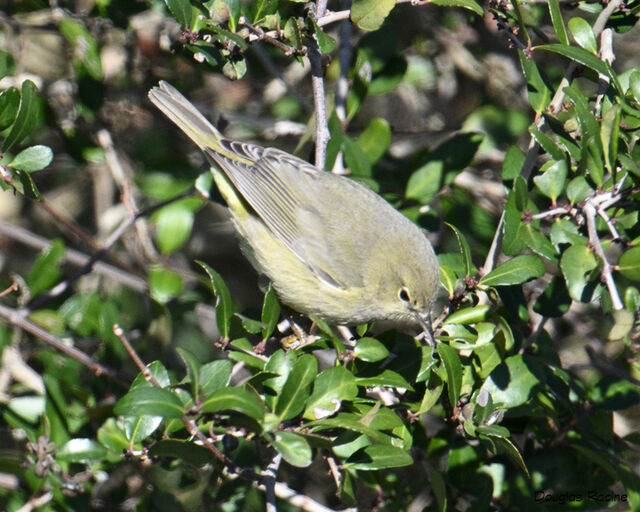 Orange-crowned Warbler