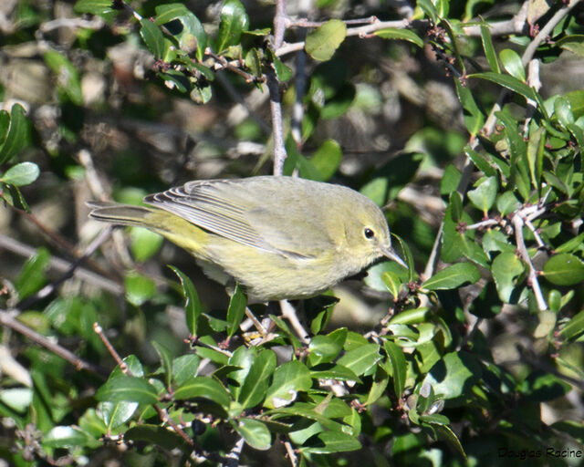 Orange-crowned Warbler