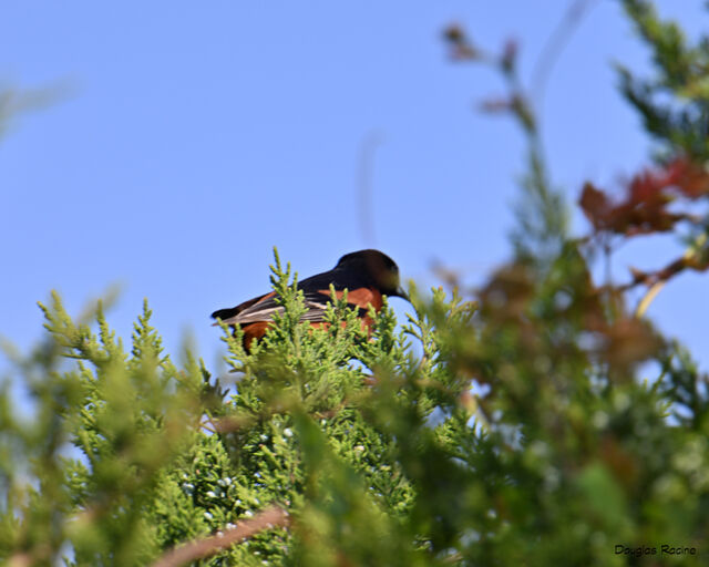 Orchard Oriole