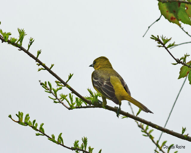 Orchard Oriole