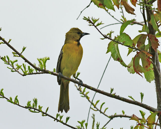 Orchard Oriole