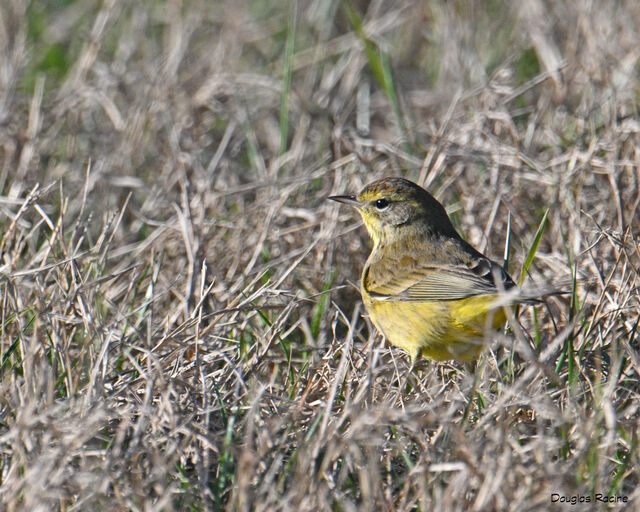 Palm Warbler