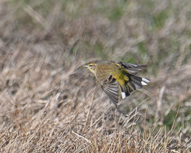 Palm Warbler