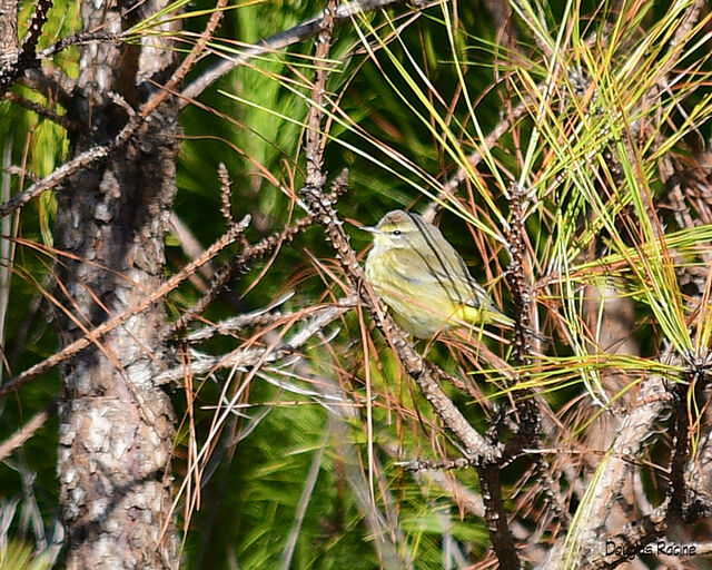 Palm Warbler