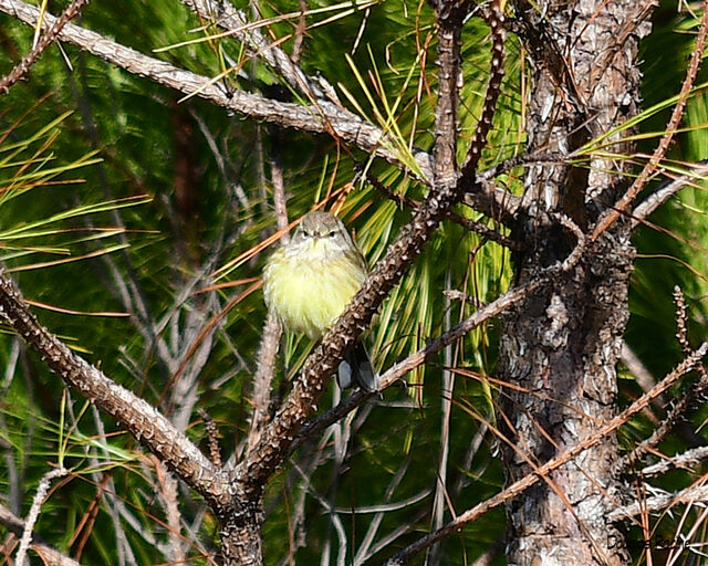 Palm Warbler