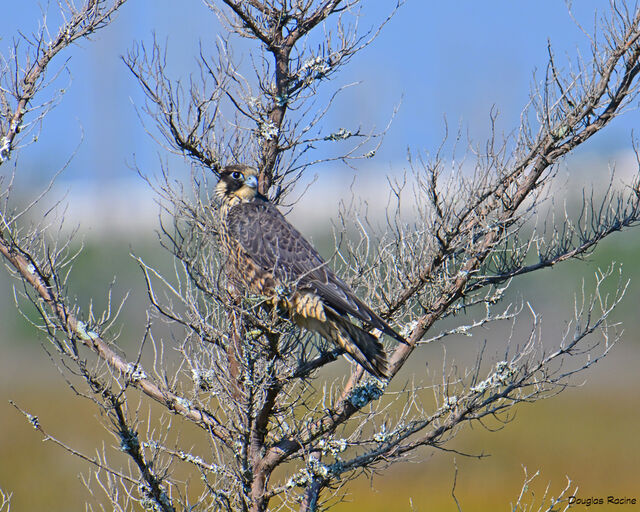 Peregrine Falcon