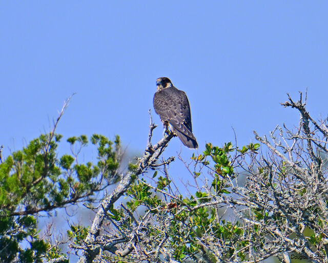 Peregrine Falcon