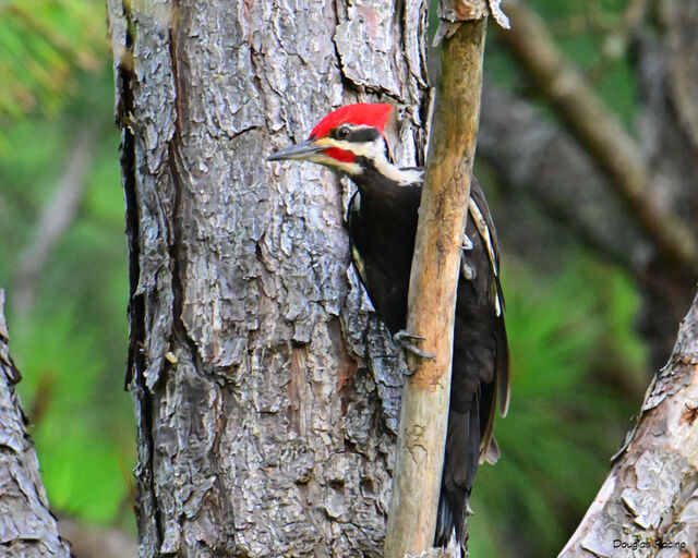 Pileated Woodpecker
