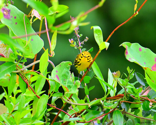 Prairie Warbler