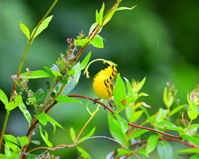 Prairie Warbler