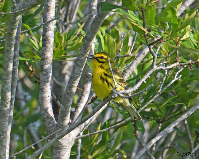 Prairie Warbler