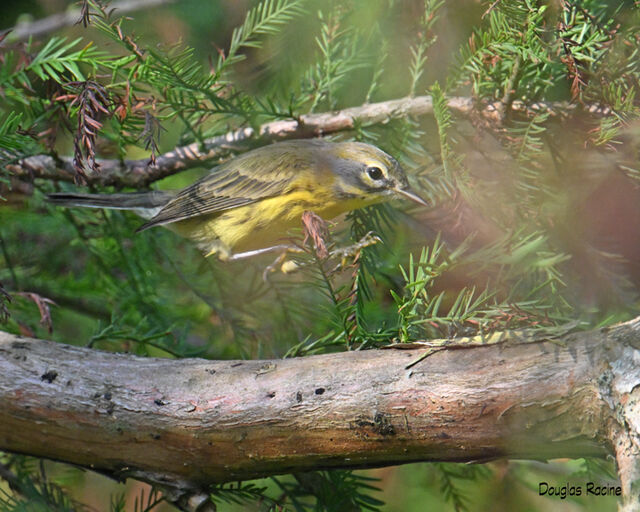 Prairie Warbler