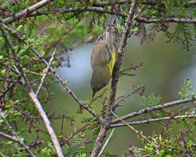 Prairie Warbler