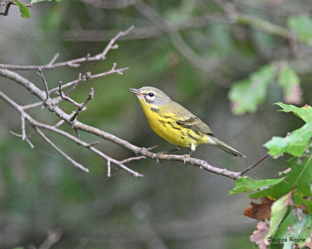prairie-warbler