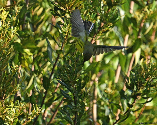 Prairie Warbler