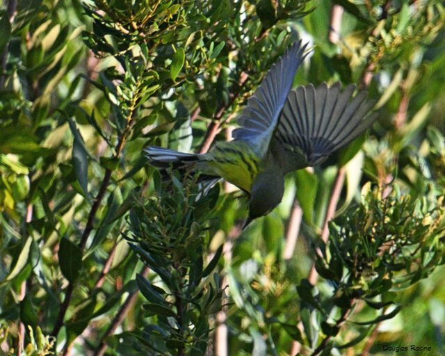 Prairie Warbler