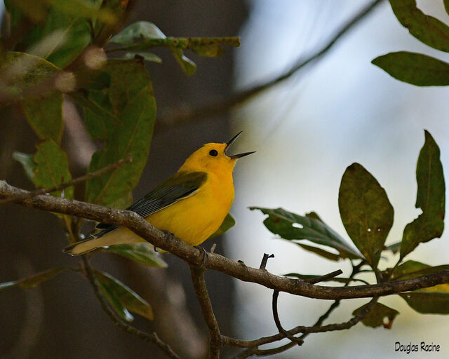 Prothonotary Warbler