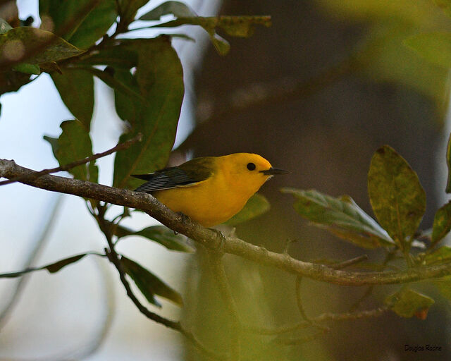 Prothonotary Warbler