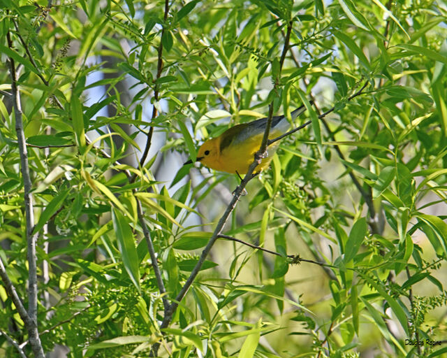 Prothonotary Warbler