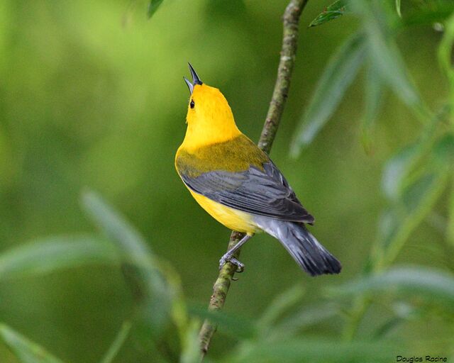 Prothonotary Warbler
