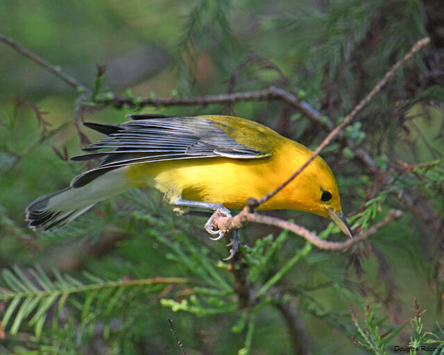 Prothonotary Warbler