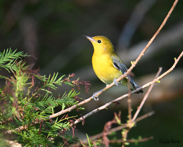 Prothonotary Warbler