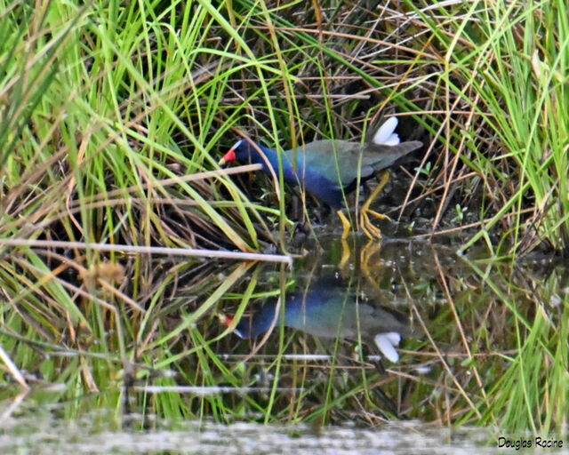 Purple Gallinule