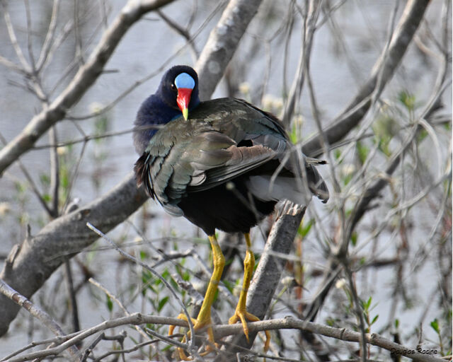 Purple Gallinule